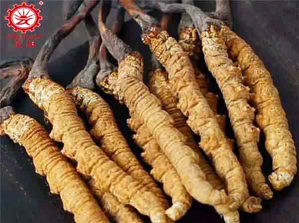 蟲(chóng)草可以放微波爐烘干嗎